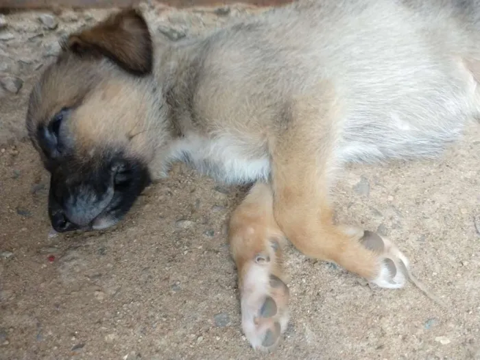 Cachorro ra a Pastor alemão com vira lata idade 2 a 6 meses nome Sem nome