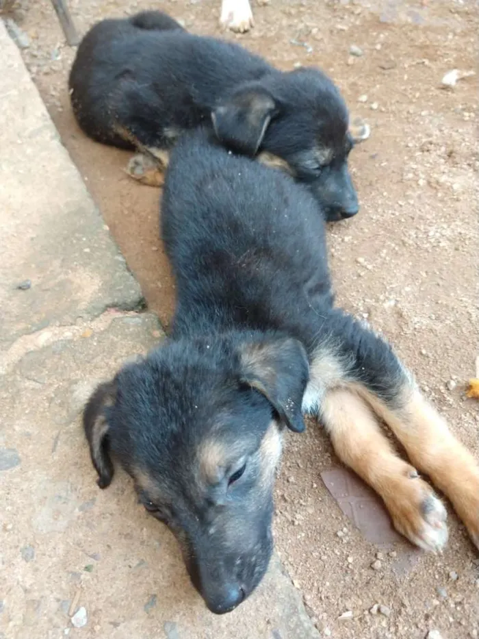 Cachorro ra a Pastor alemão com vira lata idade 2 a 6 meses nome Sem nome