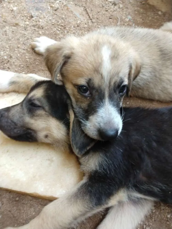 Cachorro ra a Pastor alemão com vira lata idade 2 a 6 meses nome Sem nome