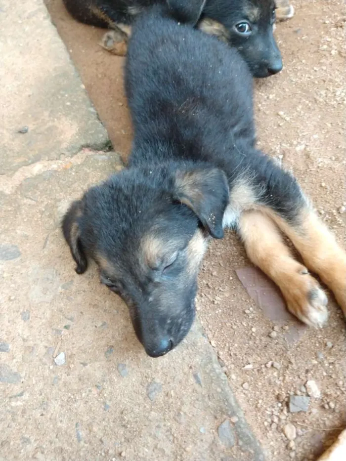 Cachorro ra a Pastor alemão com vira lata idade 2 a 6 meses nome Sem nome