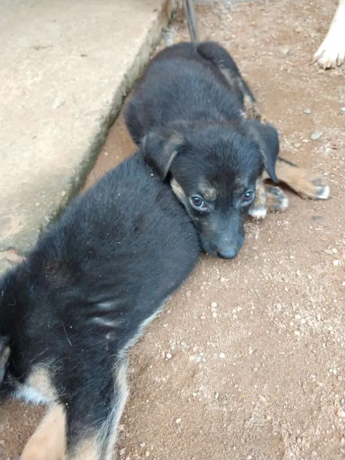 Cachorro ra a Pastor alemão com vira lata idade 2 a 6 meses nome Sem nome