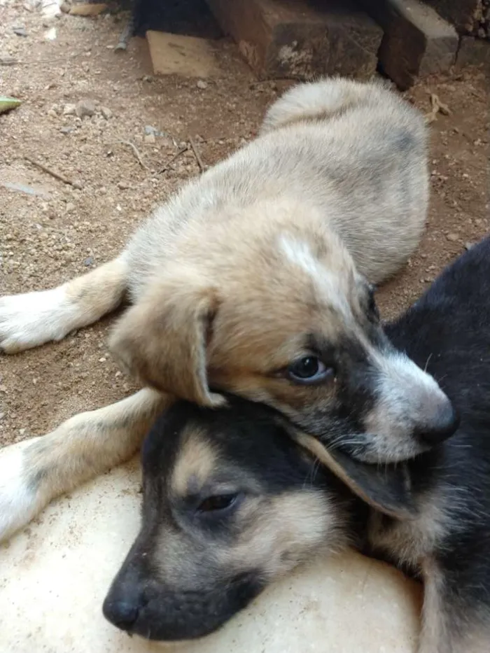 Cachorro ra a Pastor alemão com vira lata idade 2 a 6 meses nome Sem nome