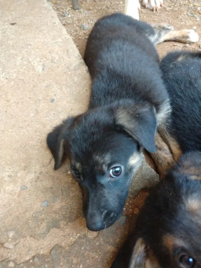 Cachorro ra a Pastor alemão com vira lata idade 2 a 6 meses nome Sem nome