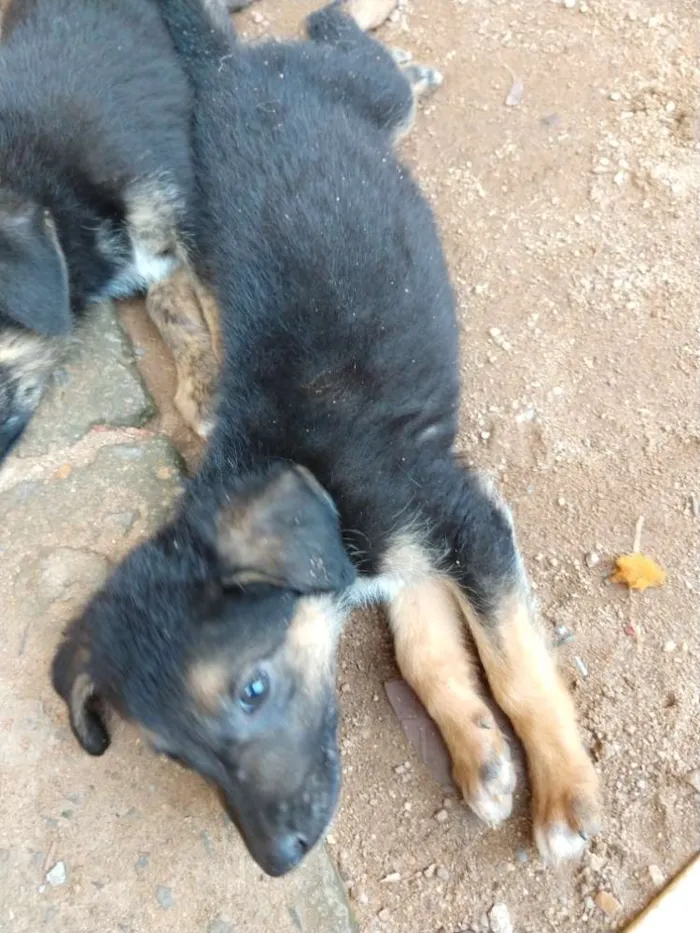 Cachorro ra a Pastor alemão com vira lata idade 2 a 6 meses nome Sem nome