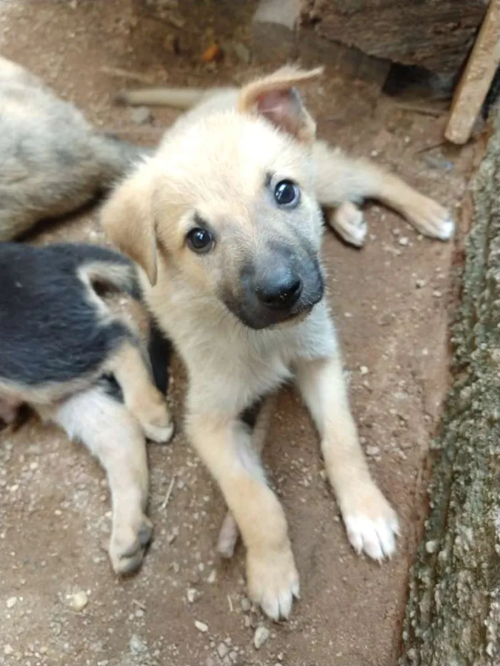 Cachorro ra a Pastor alemão com vira lata idade 2 a 6 meses nome Sem nome