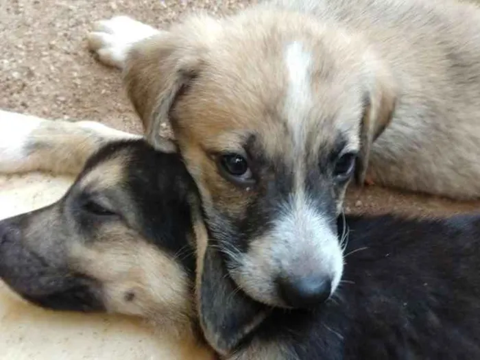 Cachorro ra a Pastor alemão com vira lata idade 2 a 6 meses nome Sem nome