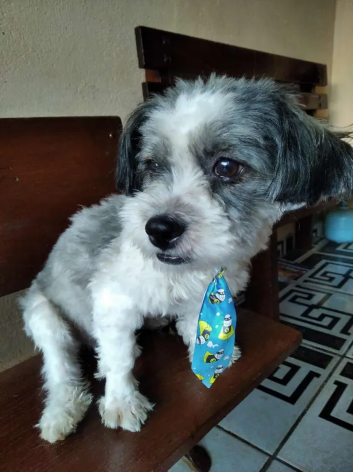 Cachorro raça Shih-Poo idade 2 anos nome Tintim 