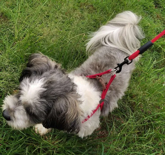 Cachorro raça Shih-Poo idade 2 anos nome Tintim 