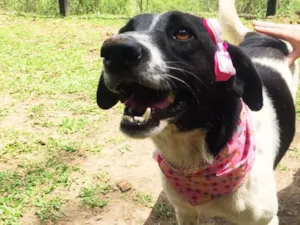 Cachorro raça SRD idade 3 anos nome Pipona