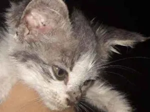 Gato raça Desconhecida  idade 2 a 6 meses nome Floquinho