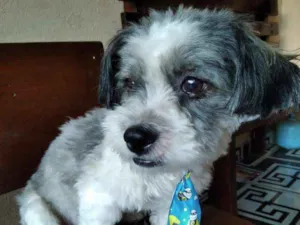 Cachorro raça Shih-Poo idade 2 anos nome Tintim 