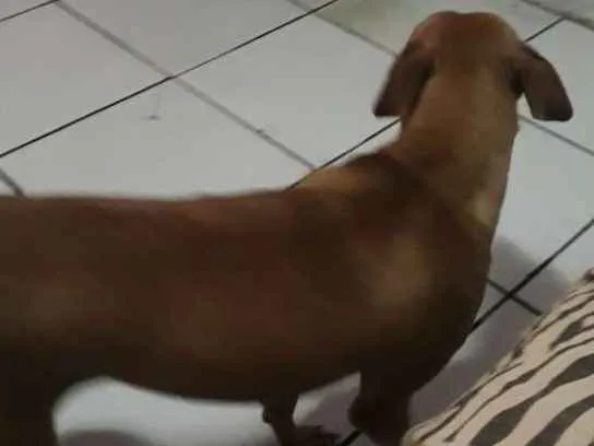 Cachorro ra a Mestiça  idade 1 ano nome Flor