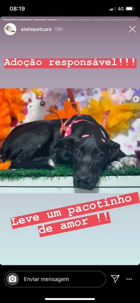 Cachorro ra a  idade 2 a 6 meses nome Tina