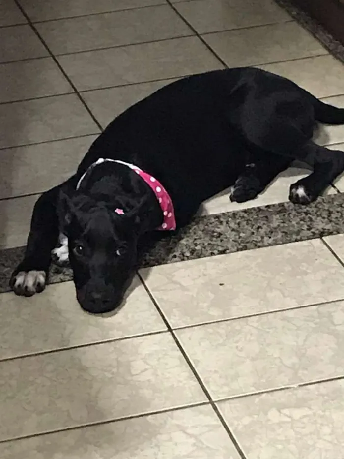 Cachorro ra a  idade 2 a 6 meses nome Tina