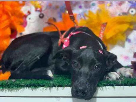 Cachorro ra a  idade 2 a 6 meses nome Tina