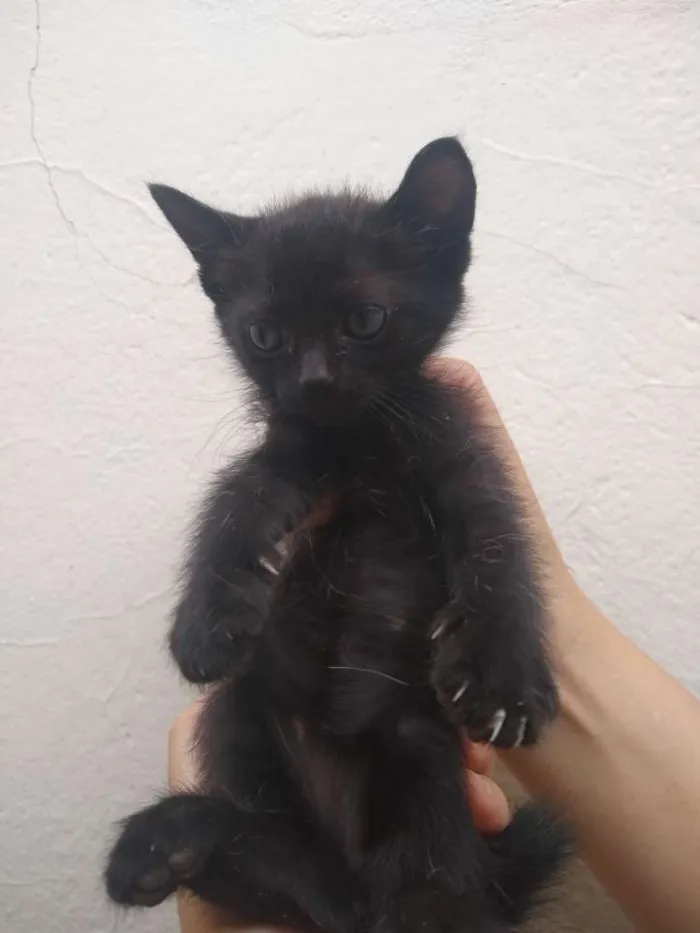 Gato raça  idade 2 a 6 meses nome Gatinhos
