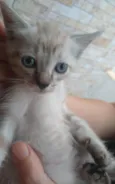 Gatinhos