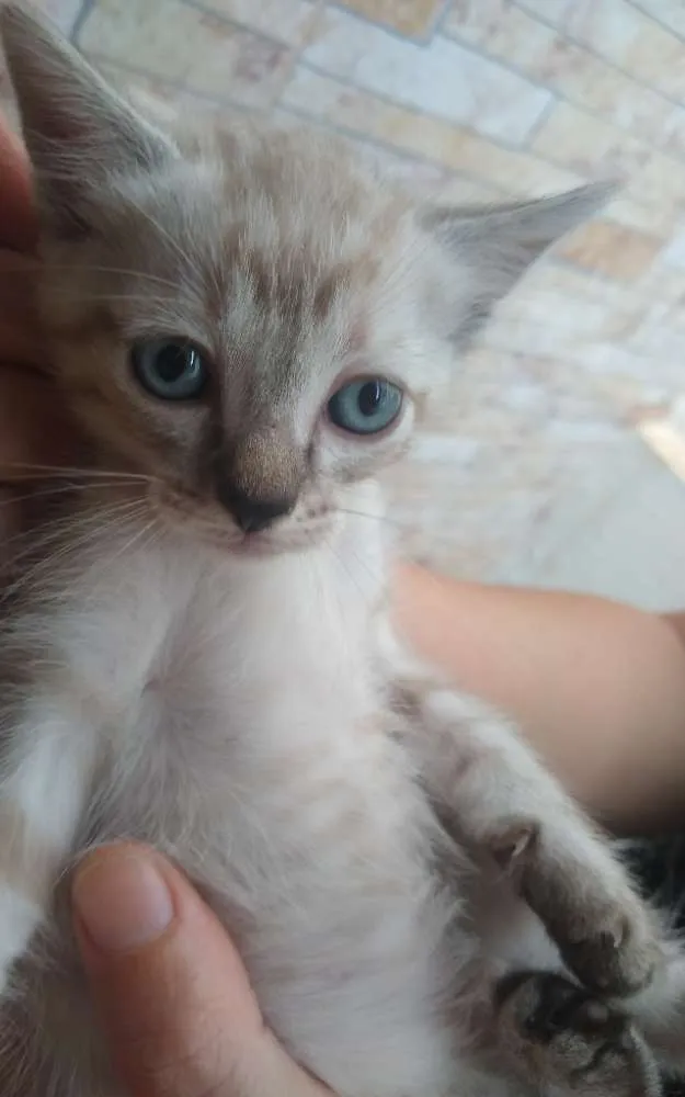 Gato raça  idade 2 a 6 meses nome Gatinhos