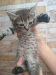 Gatinhos
