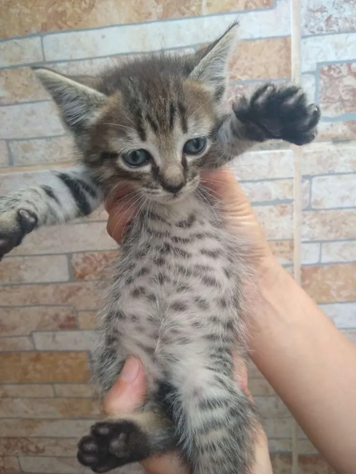 Gato raça  idade 2 a 6 meses nome Gatinhos