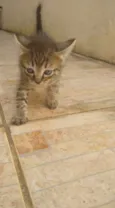 Gatinhos