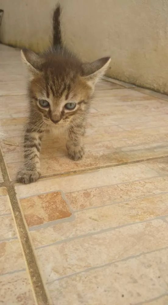 Gato raça  idade 2 a 6 meses nome Gatinhos