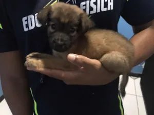 Cachorro raça Srd idade 2 a 6 meses nome Lombriga e Safira