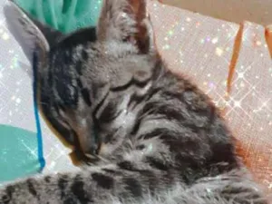 Gato raça SRD idade 2 a 6 meses nome Kala