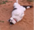 Safira