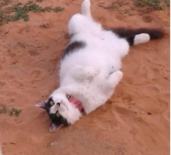 Gato raça Não definida  idade 3 anos nome Safira