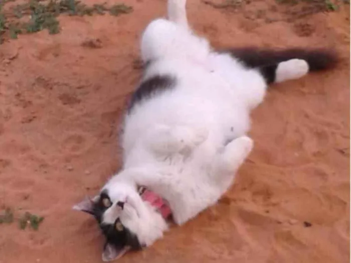Gato raça Não definida  idade 3 anos nome Safira
