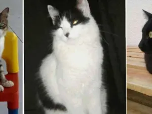 Gato raça Não definida  idade 3 anos nome Safira