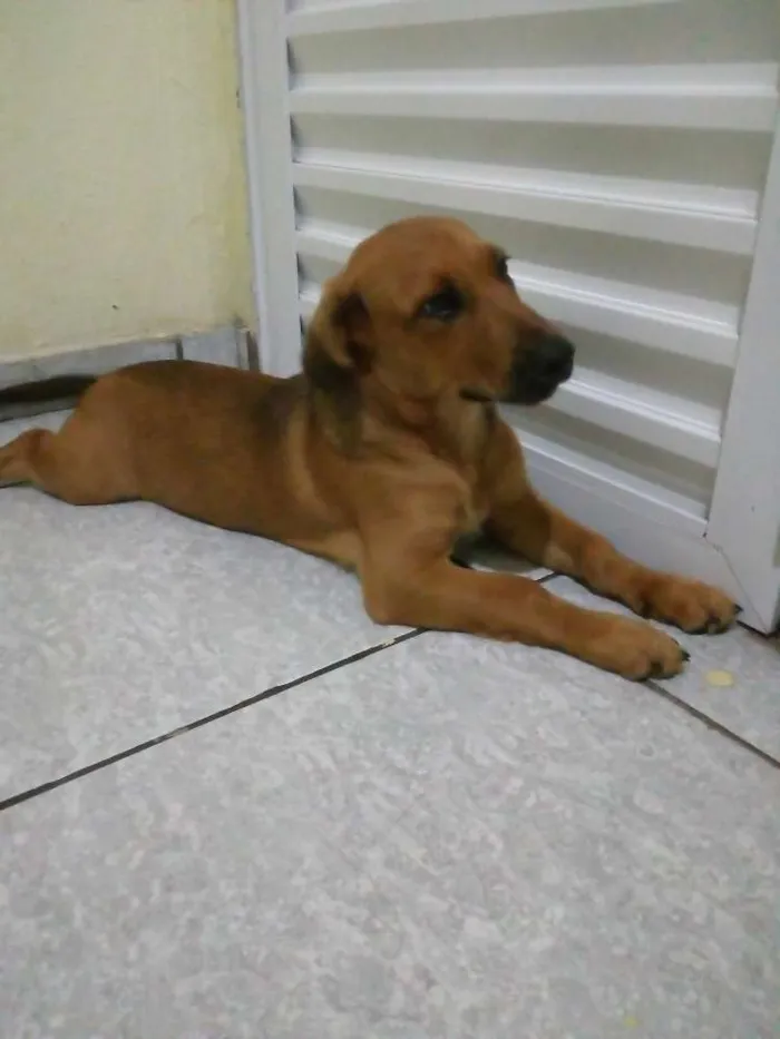 Cachorro raça Viralata com pastor alemao idade 7 a 11 meses nome Scooby