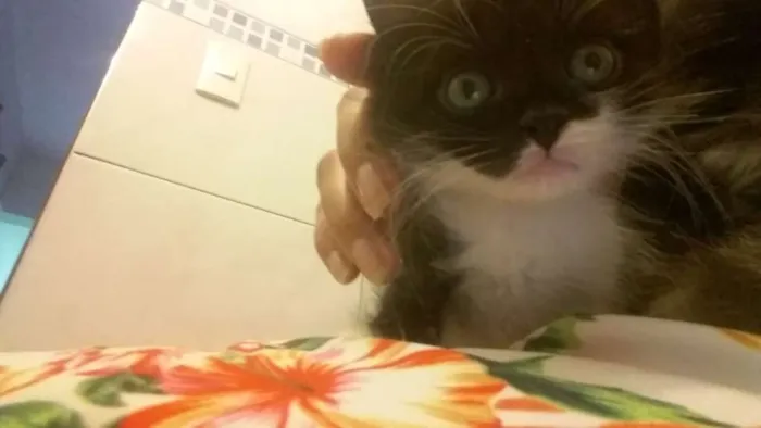 Gato raça  idade 2 a 6 meses nome Bruce