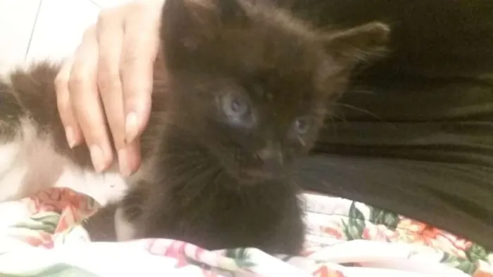 Gato raça  idade 2 a 6 meses nome Darth
