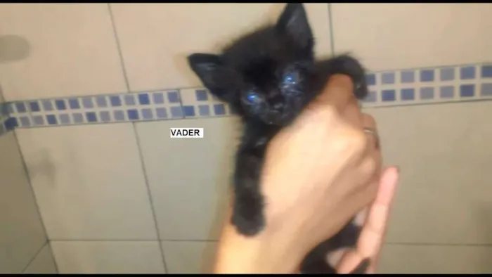 Gato raça  idade 2 a 6 meses nome Darth