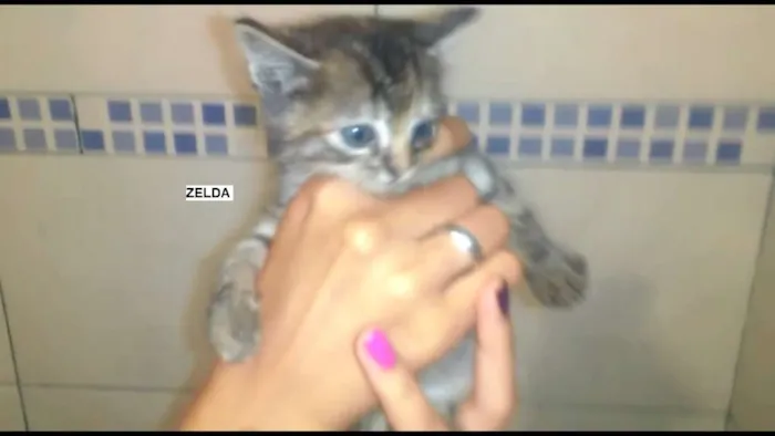 Gato raça  idade 2 a 6 meses nome Zelda