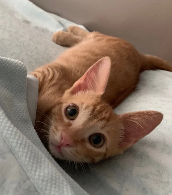 Gato ra a SRD idade 7 a 11 meses nome QUINDIM