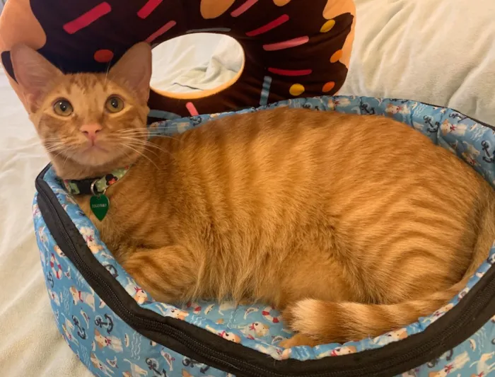 Gato ra a SRD idade 7 a 11 meses nome QUINDIM