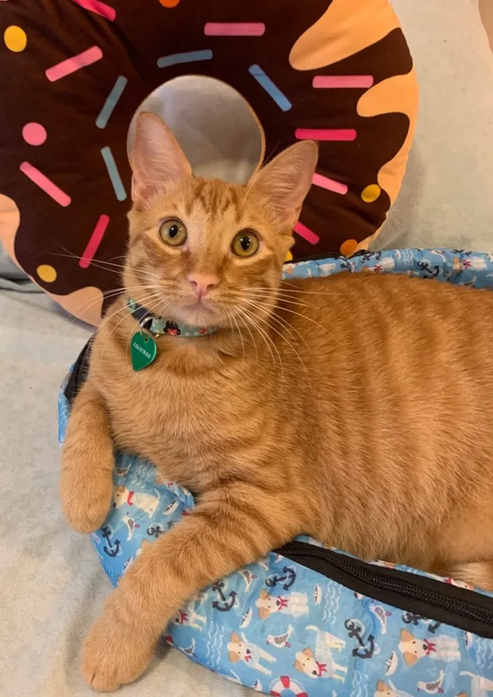 Gato ra a SRD idade 7 a 11 meses nome QUINDIM