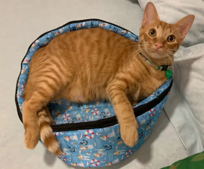 Gato ra a SRD idade 7 a 11 meses nome QUINDIM
