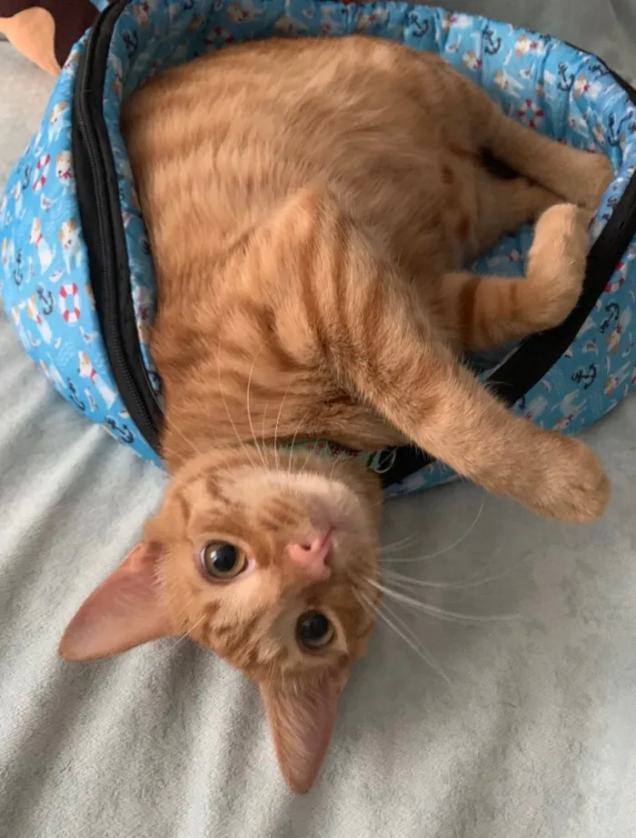 Gato ra a SRD idade 7 a 11 meses nome QUINDIM
