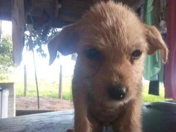 Cachorro ra a Cachorro peludinho idade Abaixo de 2 meses nome Princesa,neguinhoe+2