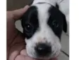 Olie