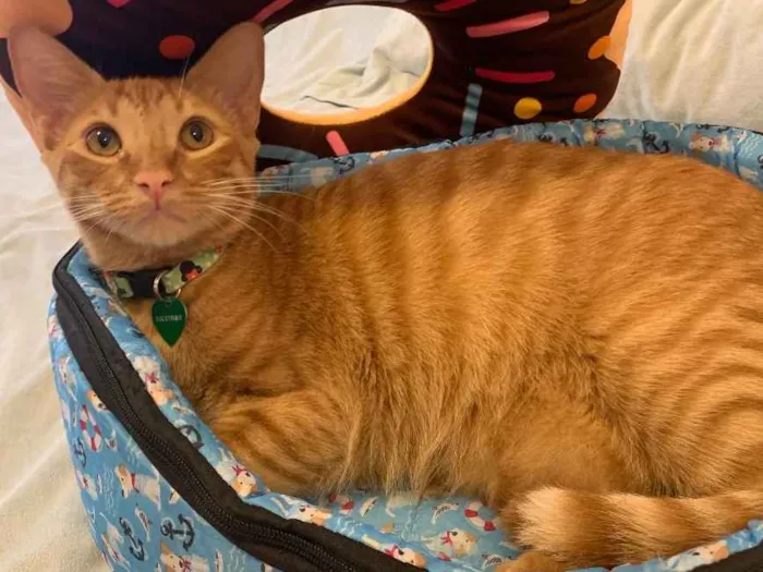 Gato ra a SRD idade 7 a 11 meses nome QUINDIM