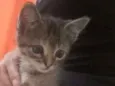 Zelda