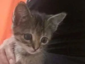 Gato raça  idade 2 a 6 meses nome Zelda