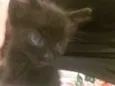 Darth