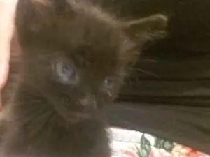 Gato raça  idade 2 a 6 meses nome Darth