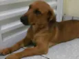 Scooby